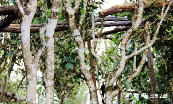 品一杯香茗赏千古美文,品一杯香茗感受诗和远方