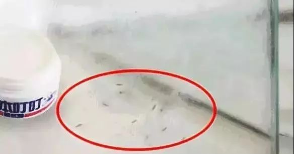 日本蚊子驱蚊神器,夏天灭蚊必备好物