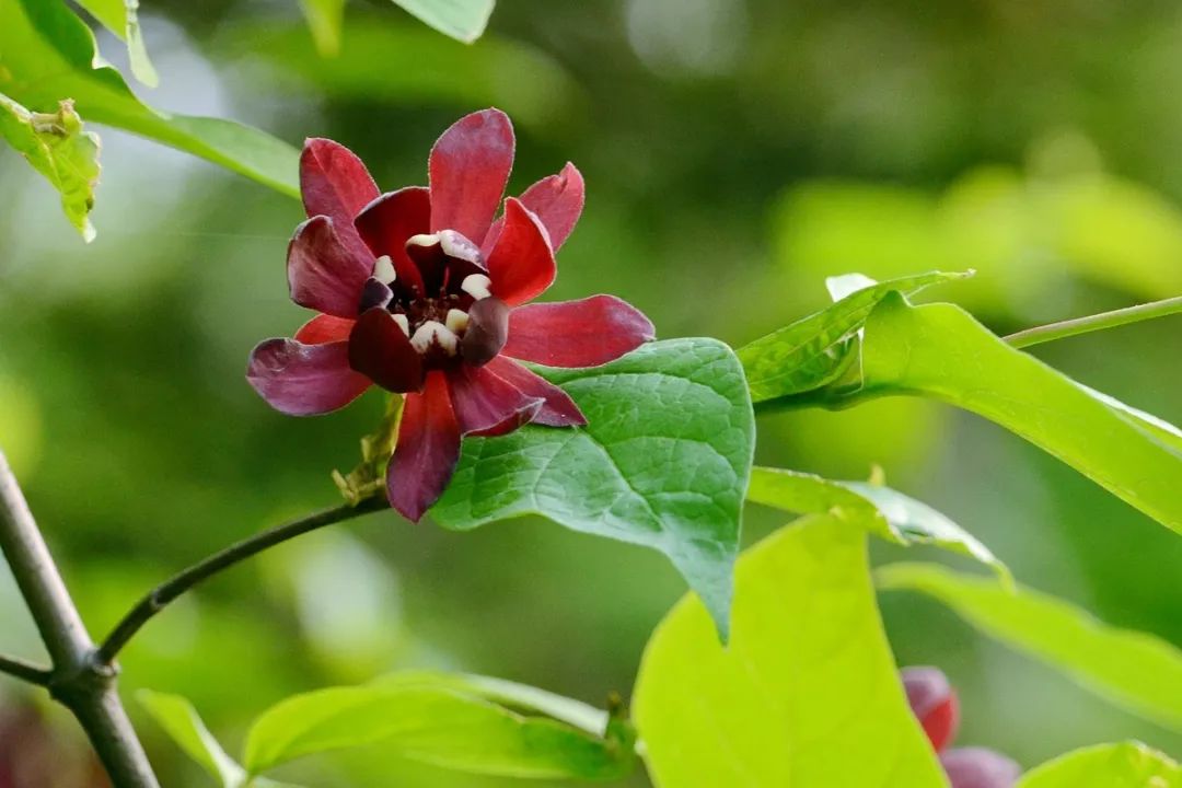 腊梅怎么开花,腊梅开花