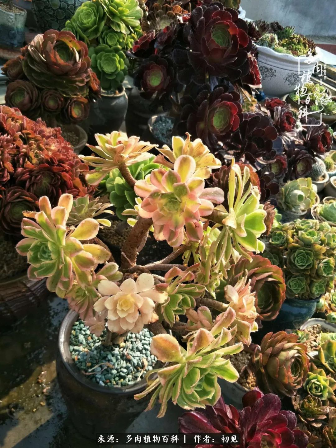 从开始养多肉就对多肉疯狂热爱,多肉美肉控养方法