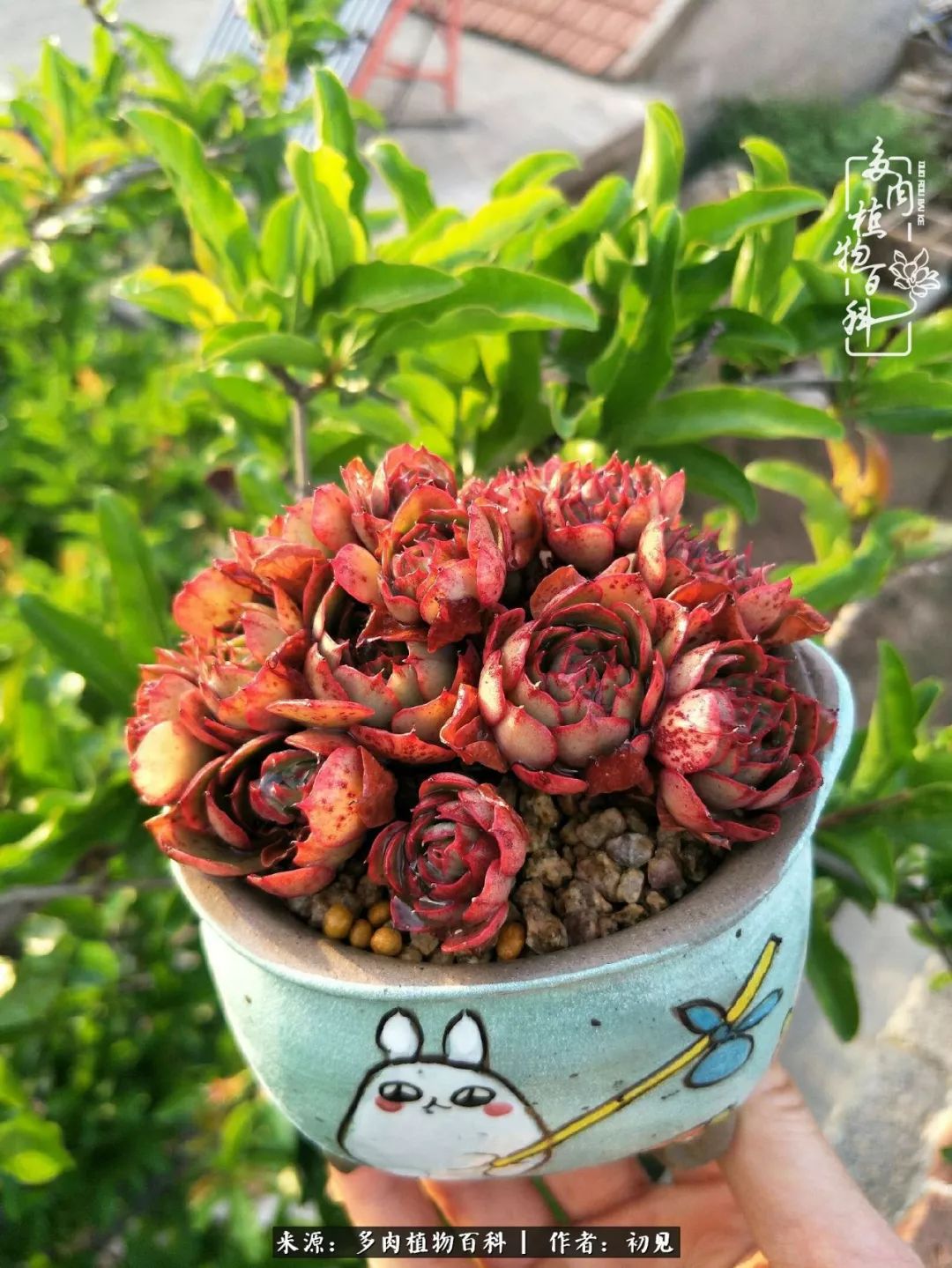 从开始养多肉就对多肉疯狂热爱,多肉美肉控养方法