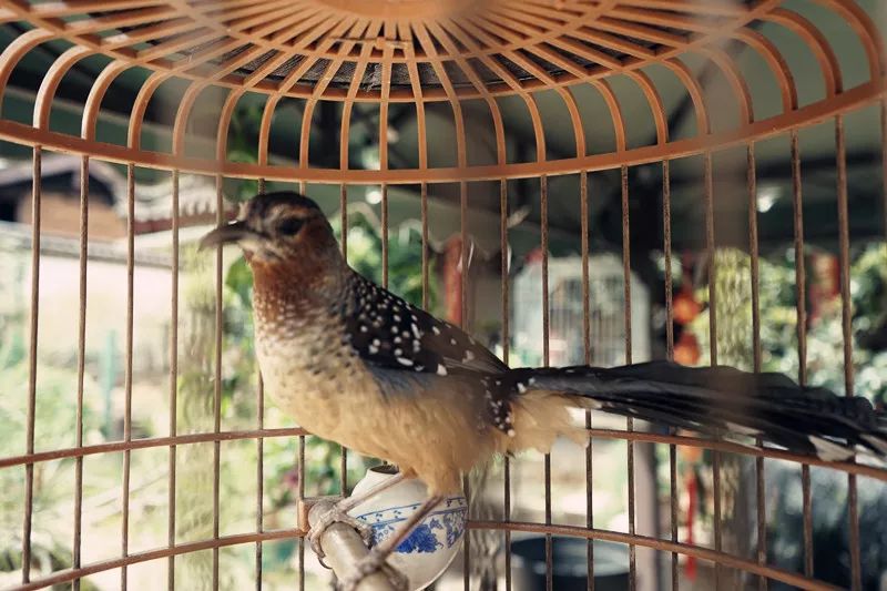 从丽江到茨中:菜场买恶魔果实、修道院酿酒士、高原油泼面……开启了无数的第一次|香格里拉环线(上)