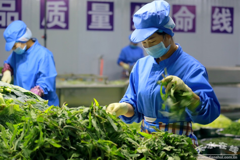 甘肃武山苦苣酸菜浆水出售,武山酸菜销售