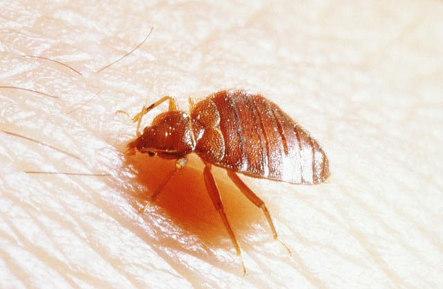 房间有臭虫怎么消灭最简单方法,家里发现臭虫应该怎么消灭它们