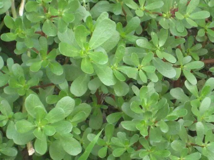 有人问有比百草枯更厉害的农药吗？网友们的评论炸了锅……那么好吃放着我来