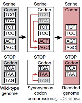 Nature重磅！第一个完全合成且彻底改变DNA密码的生物诞生了