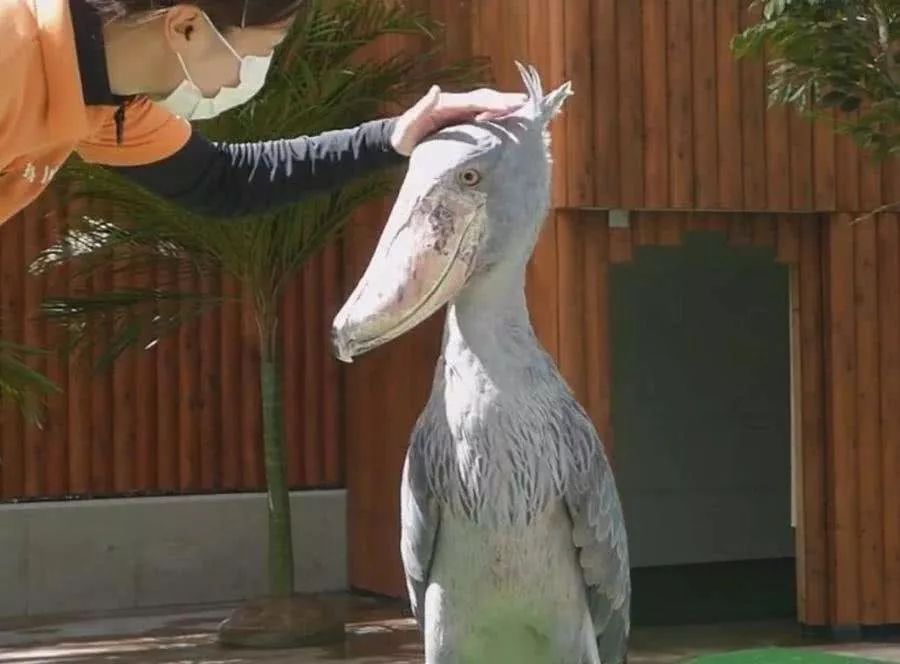 星太奇爆笑漫画超长心灵之旅,哈士奇搞笑漫画