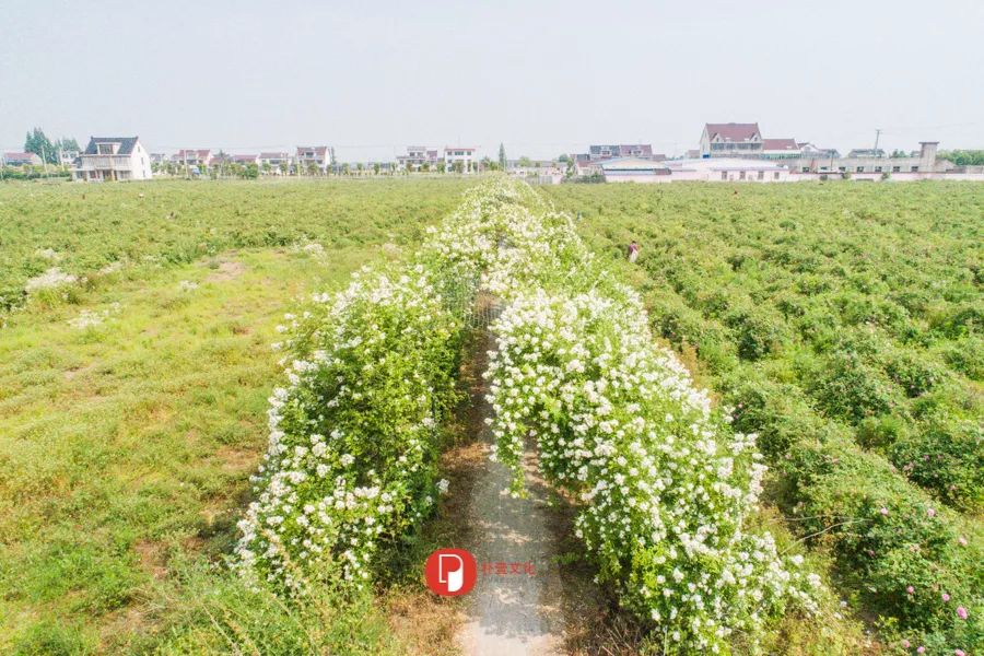 五月芬芳之旅，与你相约海安大马士革*瑰园玫**