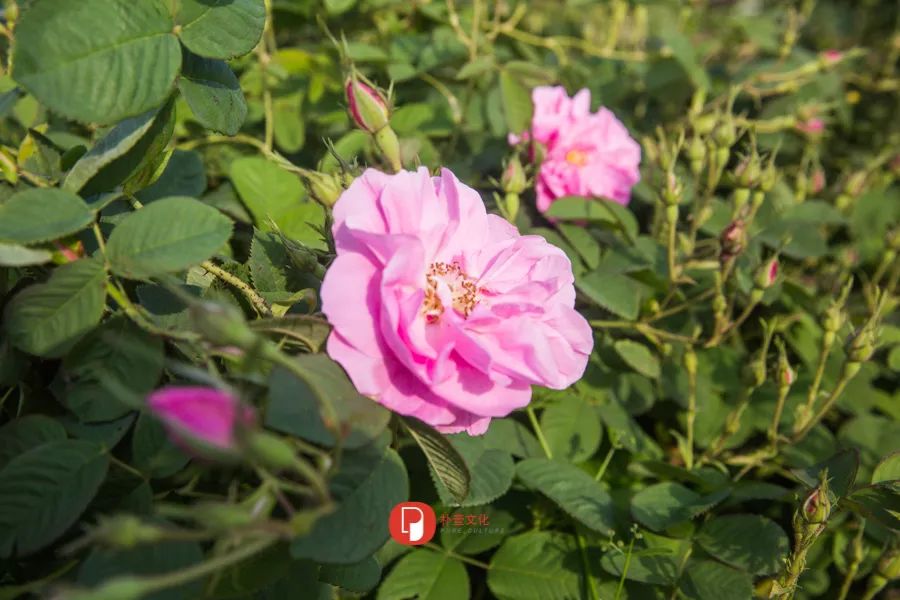 五月芬芳之旅，与你相约海安大马士革*瑰园玫**