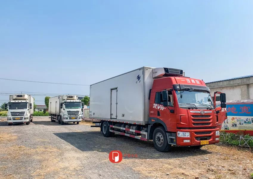 五月芬芳之旅，与你相约海安大马士革*瑰园玫**