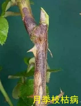 果汁阳台月季如何防治病虫害,藤本月季的病虫害及防治