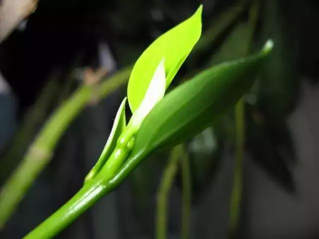 仙人掌养花知识,仙人掌养不死的诀窍