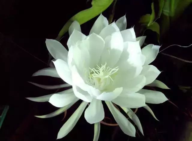 仙人掌养花知识,仙人掌养不死的诀窍