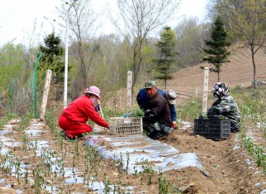执“绿色”巨笔绘生态画卷——白山市建设中国绿色有机谷·长白山森林食药城素描