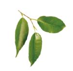 椴佺菠椋庡懗缇庨,椴佺菠缇庨