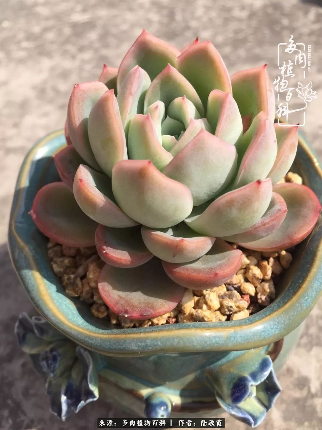 往后余生与花草相伴,往后余生与健康相伴