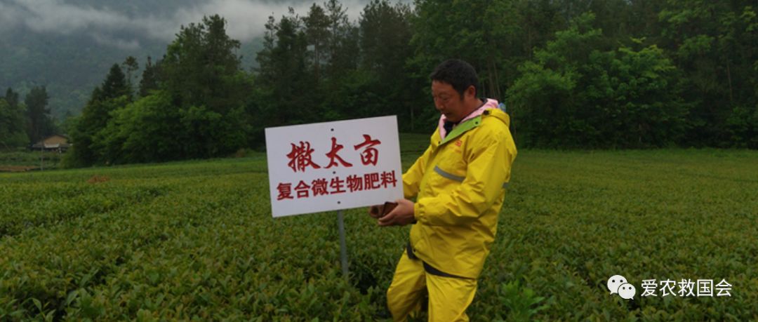 茶树开花太多怎么处理,茶树开花什么原因