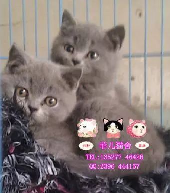 开宠物洗护店一年多少利润,平民养宠物店经营模式