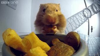 仓鼠的嘴巴是怎么塞下那么多食物,怎么看仓鼠嘴巴是不是藏食物了