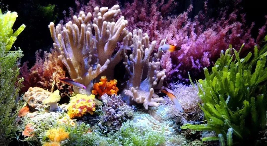 海缸害怕阳光照射吗,海缸如何压制褐藻