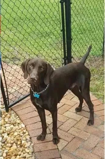 毒品对缉毒犬有没有影响,缉毒犬是不是让它有毒瘾