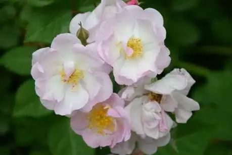 微信头像花图片,最惊艳的头像花