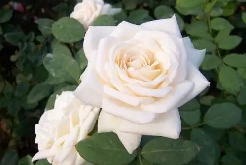 微信头像花图片,最惊艳的头像花