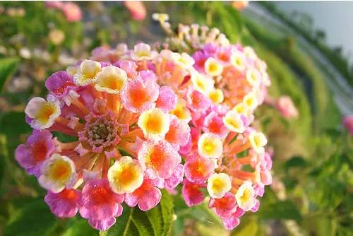 季羡林谈老年十忌,季羡林人到暮年有十忌