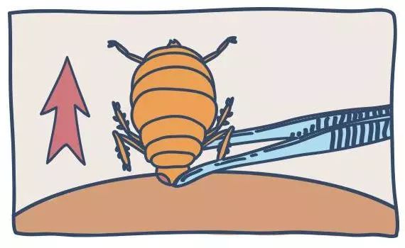 女孩随手拍了一只虫子,不能随便用手拍死的虫子有哪些