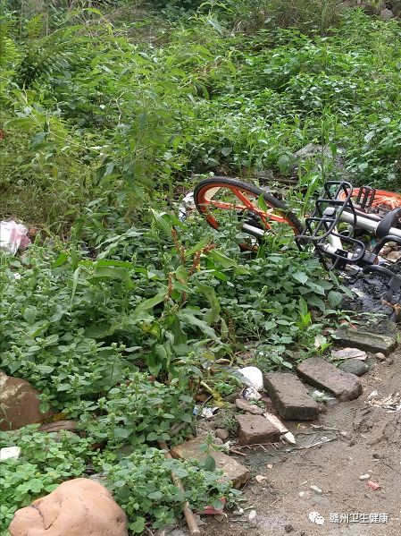 创卫新闻郭素芳,创卫现在的情况