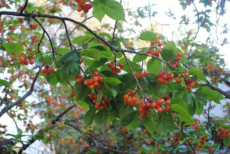 牛头山真实故事,牛头山传奇视频