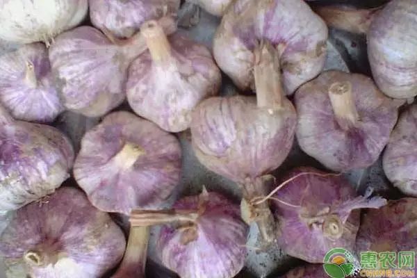 各地大蒜价格最新行情汇总