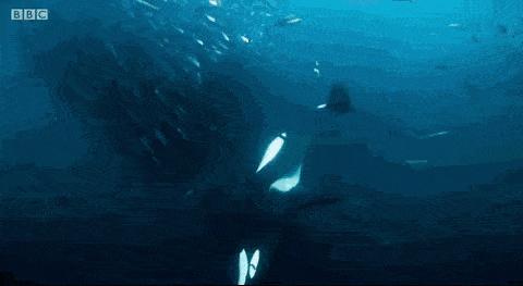 “圆宝”那么可爱,怎么能不盘它呢!