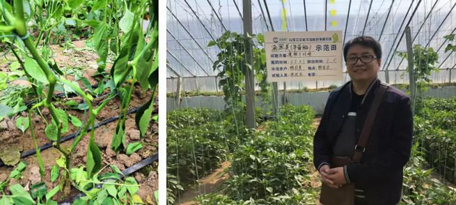 绿野杀菌剂,绿野农安