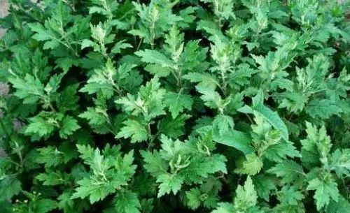 为什么端午节插艾,端午节门上插艾的寓意是什么