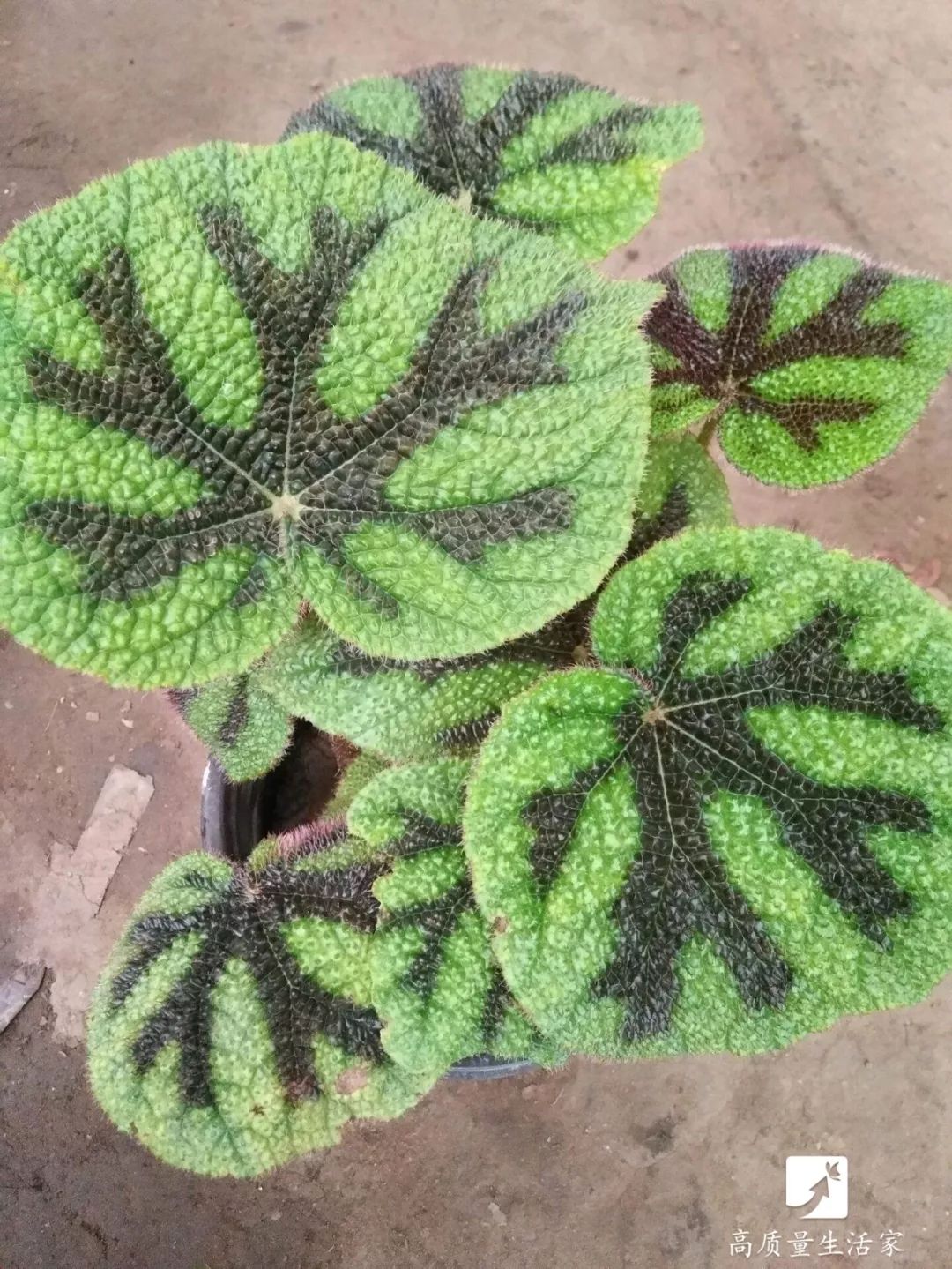 去甲醛最快的植物排行榜,装修房子吸甲醛最好的是什么植物