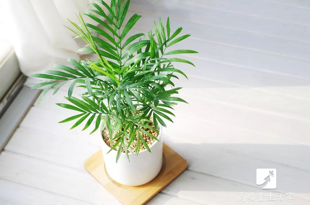 什么植物能吸收甲醛还能净化空气,吸甲醛最好的植物排行榜前十名