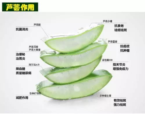 库拉索芦荟能吃的芦荟图片,能吃的芦荟是库拉索芦荟吗