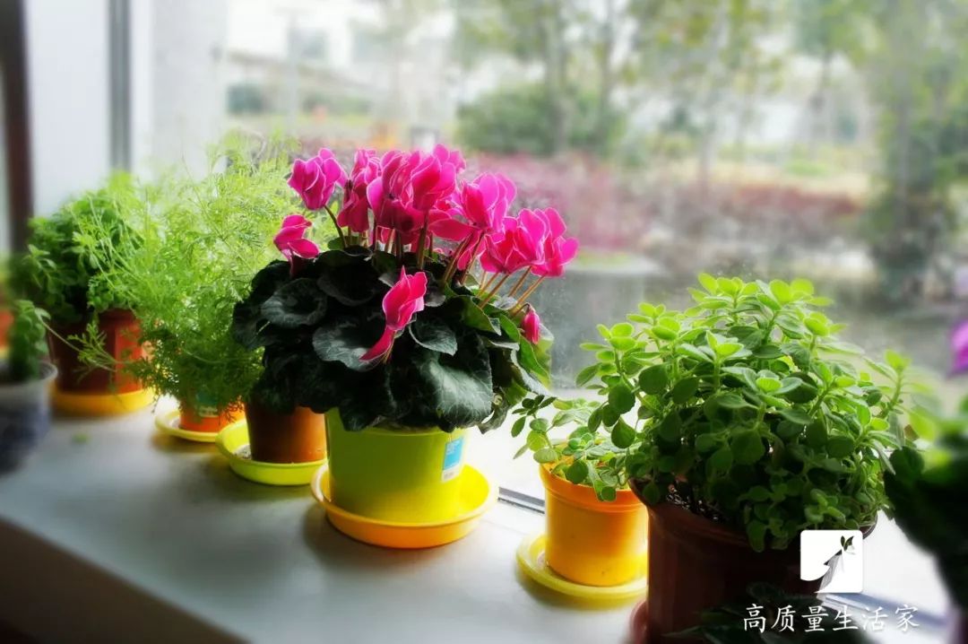 去甲醛最快的植物排行榜,装修房子吸甲醛最好的是什么植物