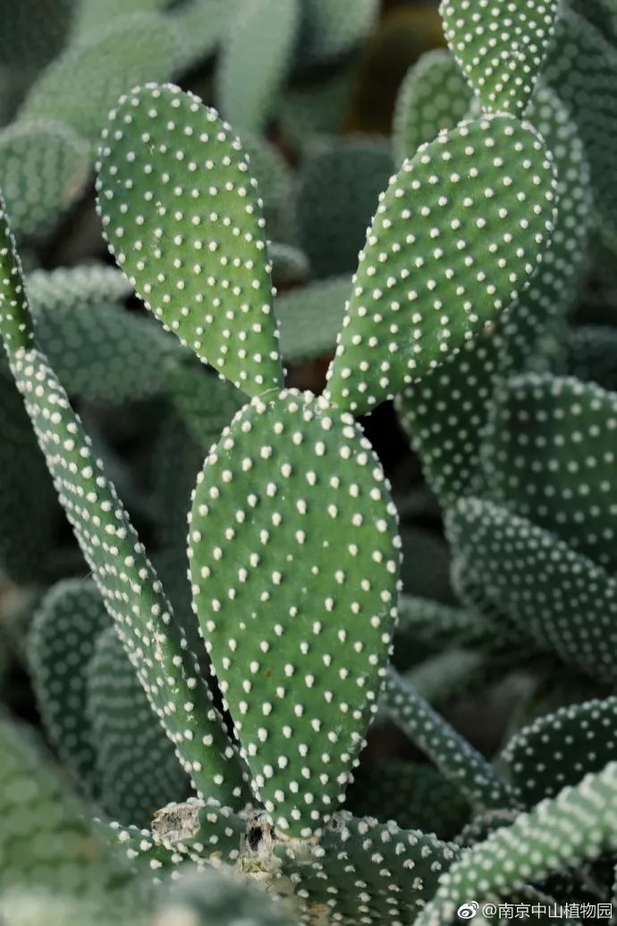 天太热怎么给花降温,天太热给花花草草浇水