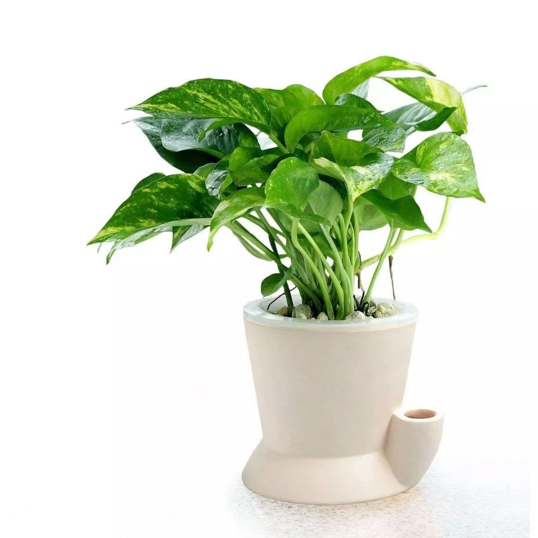 天太热怎么给花降温,天太热给花花草草浇水