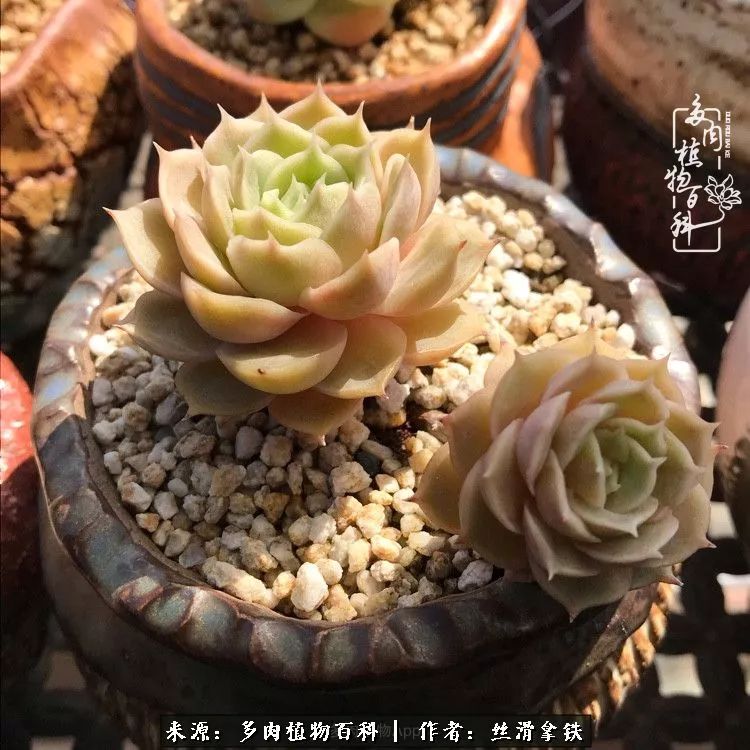 夏季比较耐晒的多肉,夏日的多肉