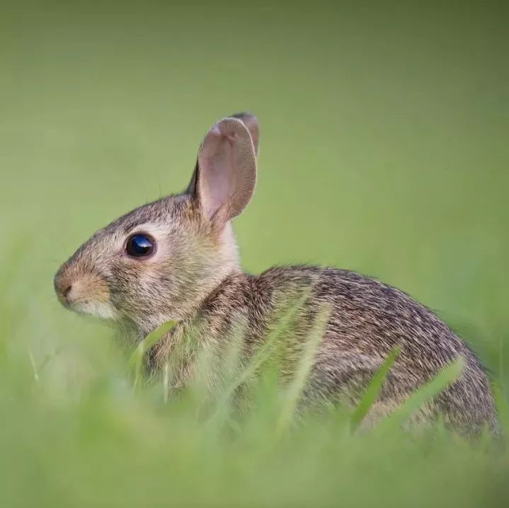 网红神兽！超级大奖！趣味畅游！全广州6.1都看这里了！