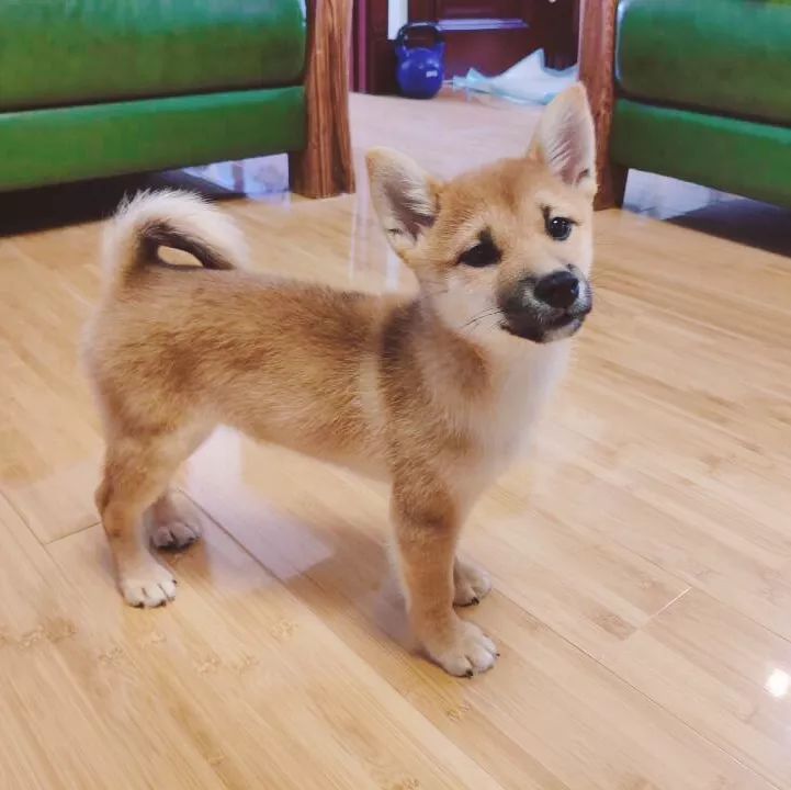 高萌来袭！真小奶猫小奶狗！|毛孩子的童年有多奶？