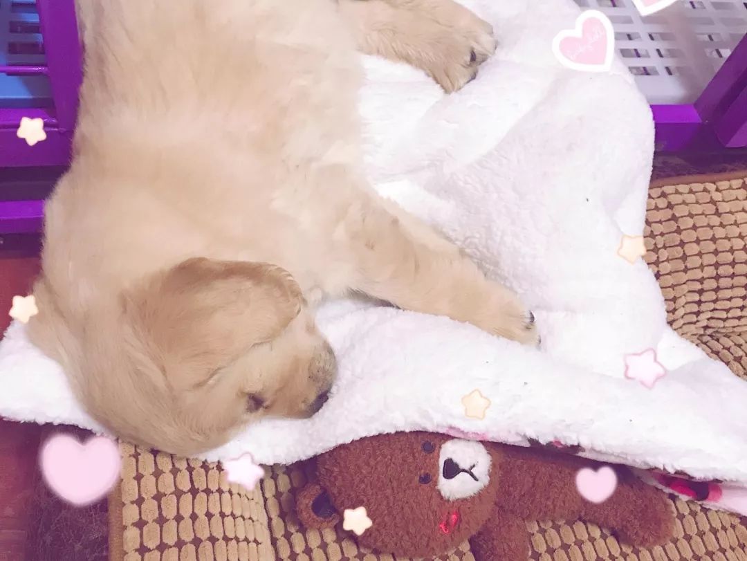 高萌来袭！真小奶猫小奶狗！|毛孩子的童年有多奶？