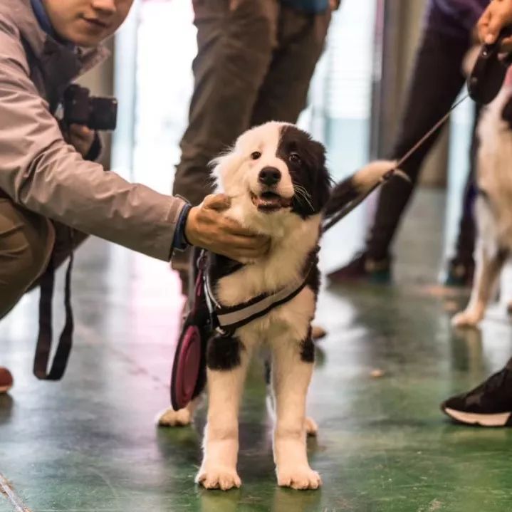 高萌来袭！真小奶猫小奶狗！|毛孩子的童年有多奶？