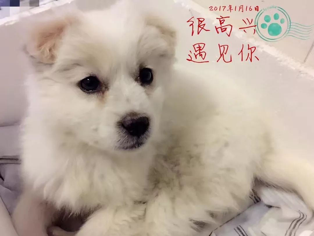 高萌来袭！真小奶猫小奶狗！|毛孩子的童年有多奶？