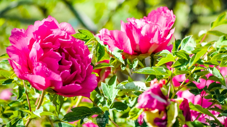 他让高寒干旱地开满牡丹花，打造西北牡丹第一园