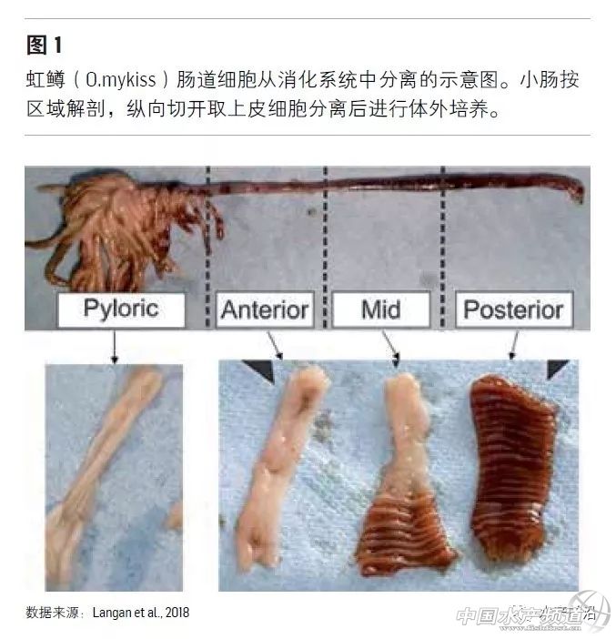 水产养殖用什么益生菌好,水产养殖复合益生菌