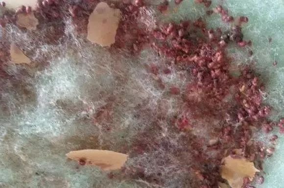 校准ph偏低,ph数值低